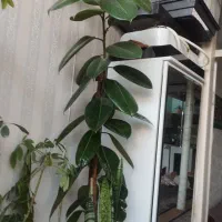 گل طبیعی|گل و گیاه طبیعی|مشهد, مصلی (کارمندان اول)|دیوار