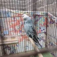 مرغ عشق انگلیسی گریدA|پرنده|دوگنبدان, |دیوار