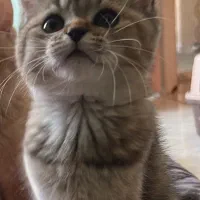 فروش گربه پرشین اسکاتیش|گربه|بندرعباس, |دیوار