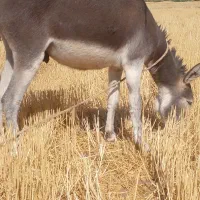 فروش الاغ