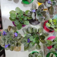 بنفشه آفریقایی