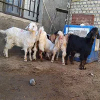 بزغاله چاق|حیوانات مزرعه|کرج, شهرک رازی (حصارک)|دیوار