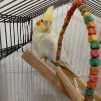 طوطی عروس رام نر ۱ ساله