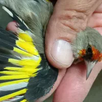 سهر نر و قناری موزایکی نر تعویض