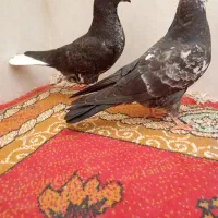 پرشی|پرنده|قم, ناصردیوان|دیوار