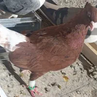 کبوتر به شرط