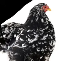 مرغ و خروس کوشین