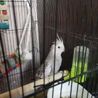 عروس هلندی