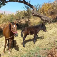 اسب مادیان|اسب و تجهیزات اسبسواری|میانه, |دیوار