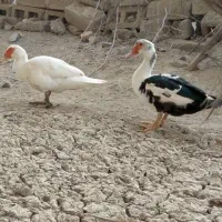 اردک روسی معاوضه دارم|حیوانات مزرعه|میناب, |دیوار