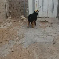 بره قوچ سنجابی بره ماده بختیاری درجه یک|حیوانات مزرعه|ماهیدشت, |دیوار