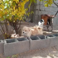 سگ اشپیتز ژاپنی