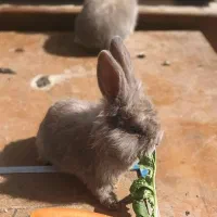 بچه خرگوش|موش و خرگوش|شاندیز, |دیوار