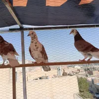 کفتر پرشی یجایی|پرنده|تهران, خاوران|دیوار