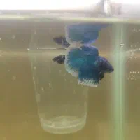 دو عدد ماهی فایتر