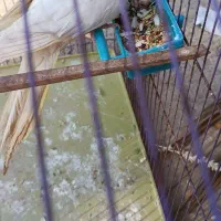 ...|پرنده|هندیجان, |دیوار