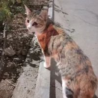 خاک گربه و یه گربه ۵ماهه واگذار میشه