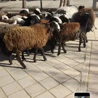 بره نژادشال