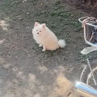 سگ پامرین خرسی ماده|سگ|قائم‌شهر, |دیوار