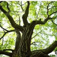 خریدار انواع چوب و درخت در محل