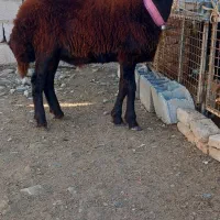 نره بره|حیوانات مزرعه|گمیشان, |دیوار