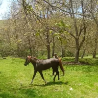 فروش اسب عرب ایرانی خالص نریان