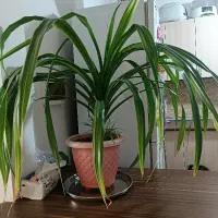 گل پاندانوس