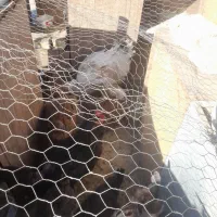 خروس برهما سالم|حیوانات مزرعه|پلنگ آباد, |دیوار