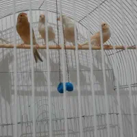 قناری|پرنده|رضویه, |دیوار