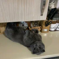 اسکاتیش نر دابل فولد وارداتی