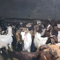 بز پاکستانی گوش دراز