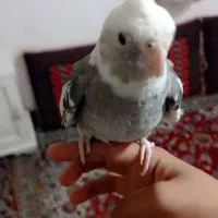 دو عدد عروس هلندی نر