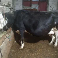 فروش گاو آبستن سنگین