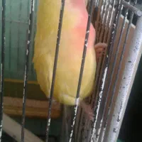 جفت کتوله اهلی|پرنده|بیرجند, |دیوار