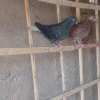 کبوتر پرشی اصیل