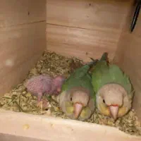 2جفت گیرینچیک مولد دستی