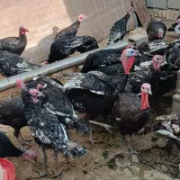 فروش تعدادی بوقلمون نر و ماده|حیوانات مزرعه|سمنان, |دیوار