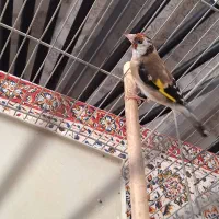 سقا ماده کرمانشاهی