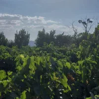 فروش باغ انگور  ۱۳۰۰ متر