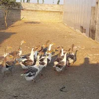 فروش غاز پنج ماهه