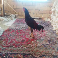 خروس لاری معاوضه با انگشتر نقره