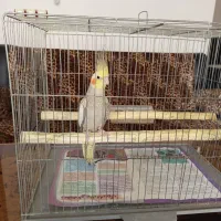 عروس هلندی ماده