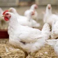 مرغ زنده با سبد کالا درخدمتیم