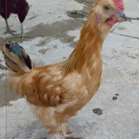 خروس خوش آواز نژاددار قشنگ سرحال