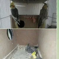 3جفت عروس مولد با 3جوجه و لوازم