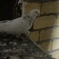 کبوتر|پرنده|ازنا, |دیوار