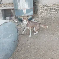 سگ هاکسی|سگ|طسوج, |دیوار