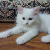 بچه گربه پرشین سفید ماده