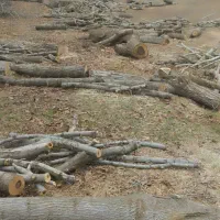 خرید چوب انواع چوب