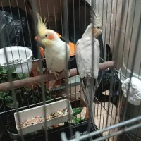 عروس هلندی جفت با قفس و لوازم